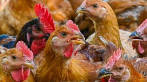 Ingin ternak ayam secara komersil? 11 langkah ini membantu anda!